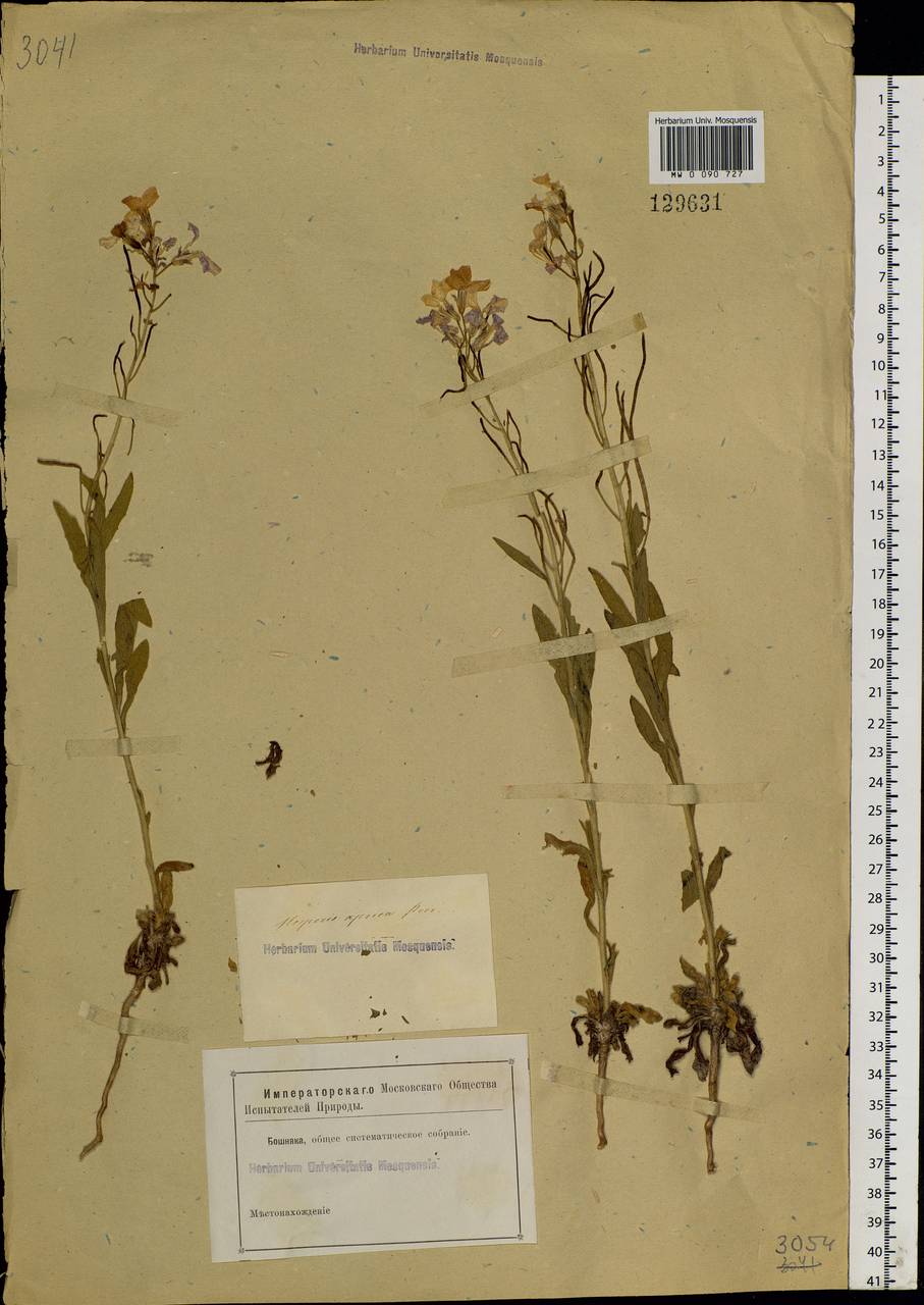 Clausia aprica (Stephan ex Willd.) Korn.-Trotzky, Siberia (no precise locality) (S0) (Russia)