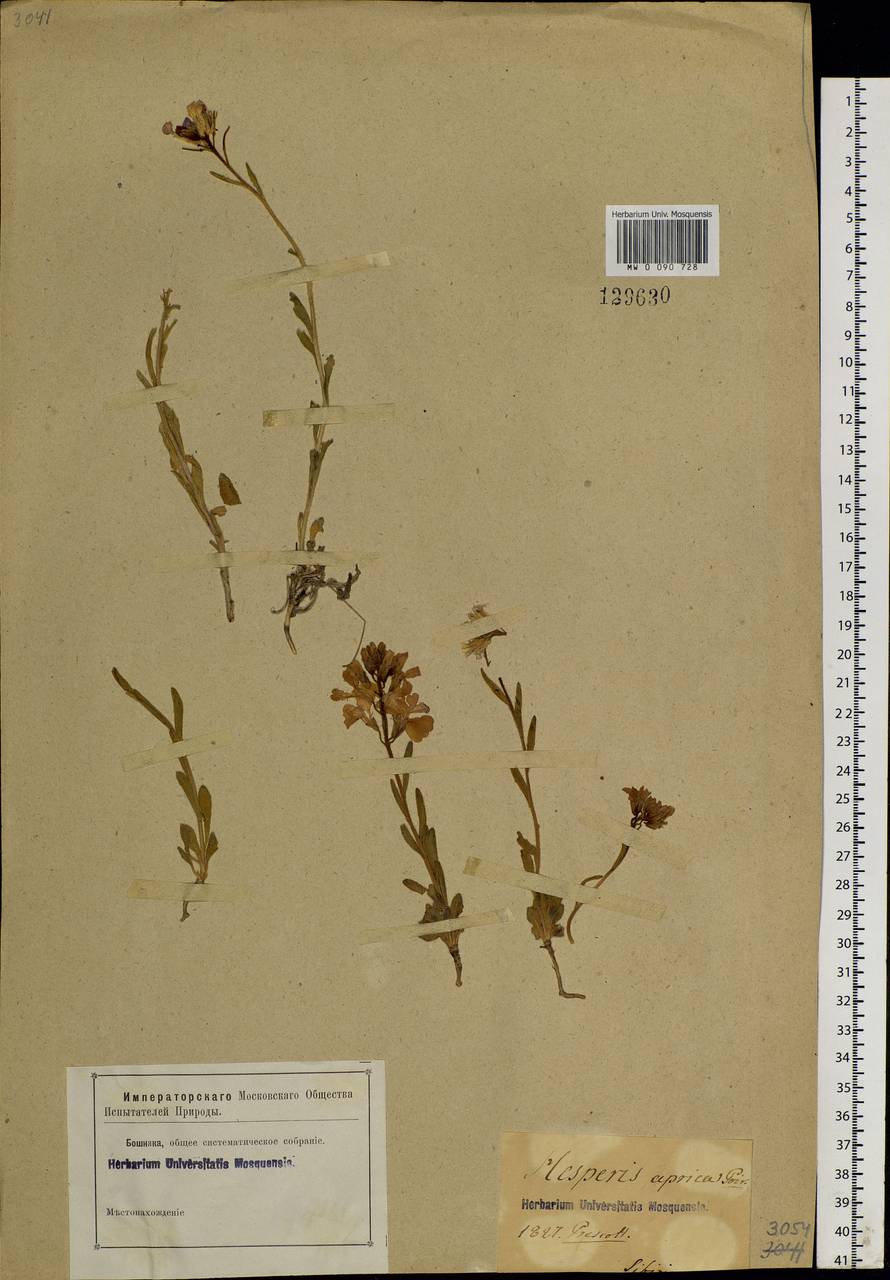 Clausia aprica (Stephan) Korn.-Trotzky, Siberia (no precise locality) (S0) (Russia)