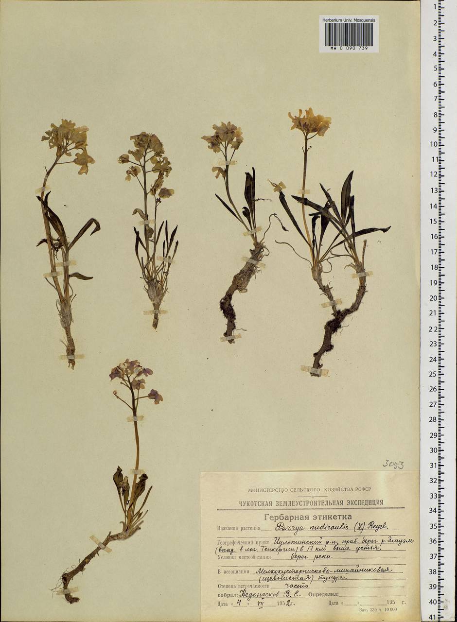 Parrya nudicaulis (L.) Regel, Siberia, Chukotka & Kamchatka (S7) (Russia)