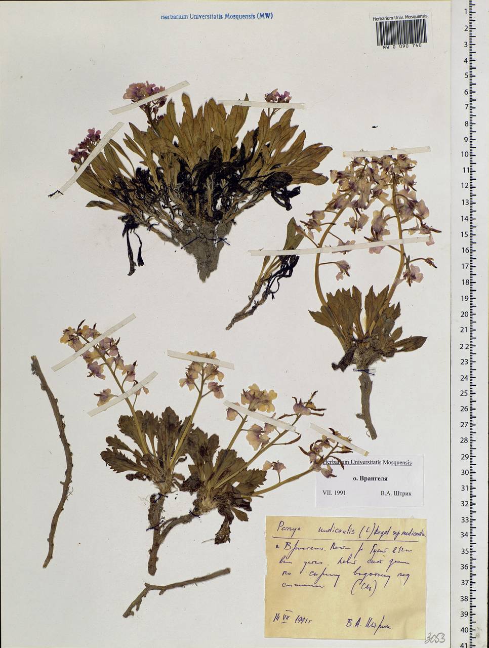 Parrya nudicaulis (L.) Regel, Siberia, Chukotka & Kamchatka (S7) (Russia)