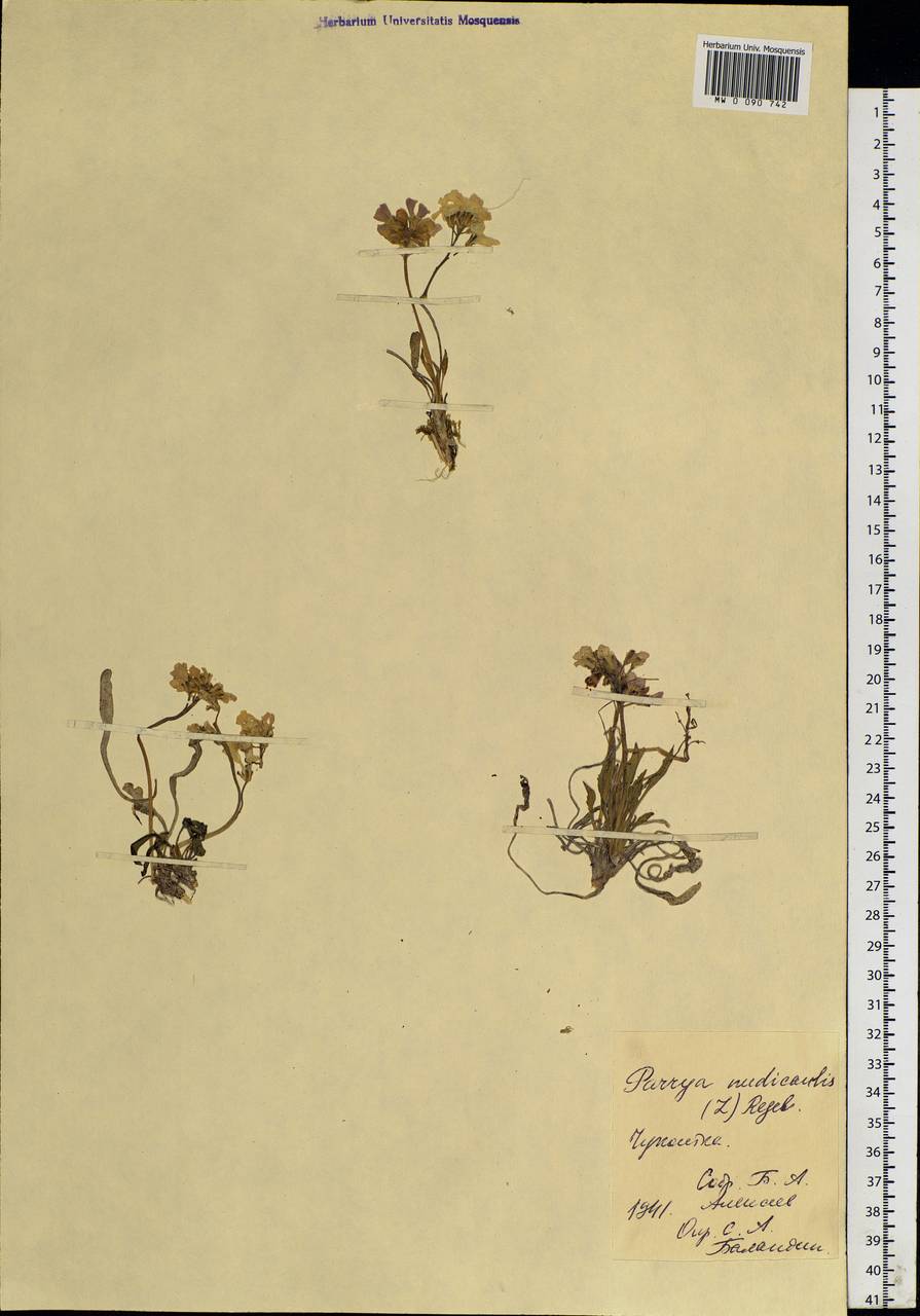 Parrya nudicaulis (L.) Regel, Siberia, Chukotka & Kamchatka (S7) (Russia)