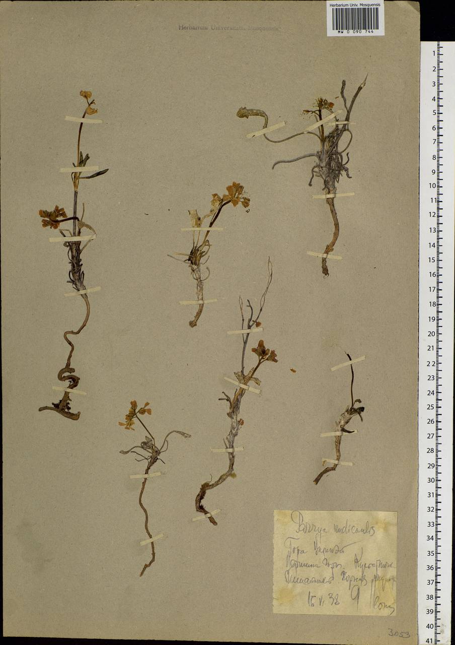 Parrya nudicaulis (L.) Regel, Siberia, Chukotka & Kamchatka (S7) (Russia)