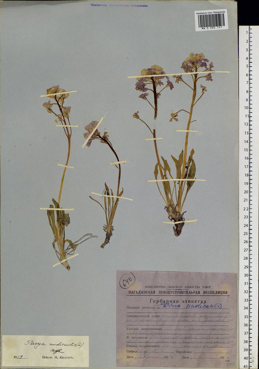 Parrya nudicaulis (L.) Regel, Siberia, Chukotka & Kamchatka (S7) (Russia)