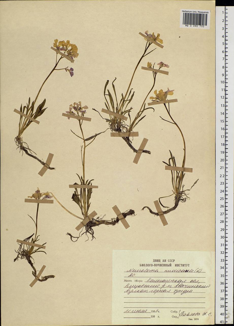 Parrya nudicaulis (L.) Regel, Siberia, Chukotka & Kamchatka (S7) (Russia)