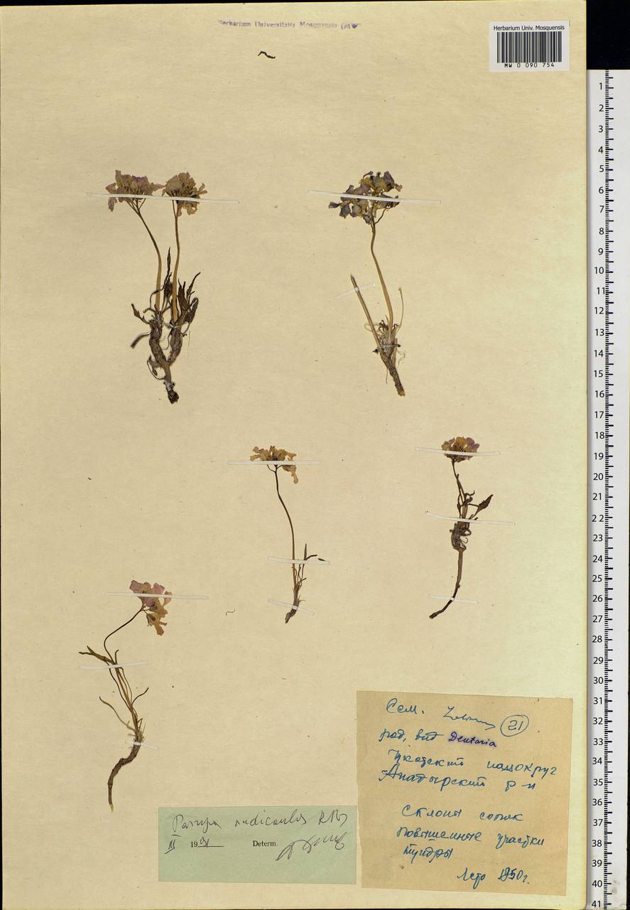 Parrya nudicaulis (L.) Regel, Siberia, Chukotka & Kamchatka (S7) (Russia)