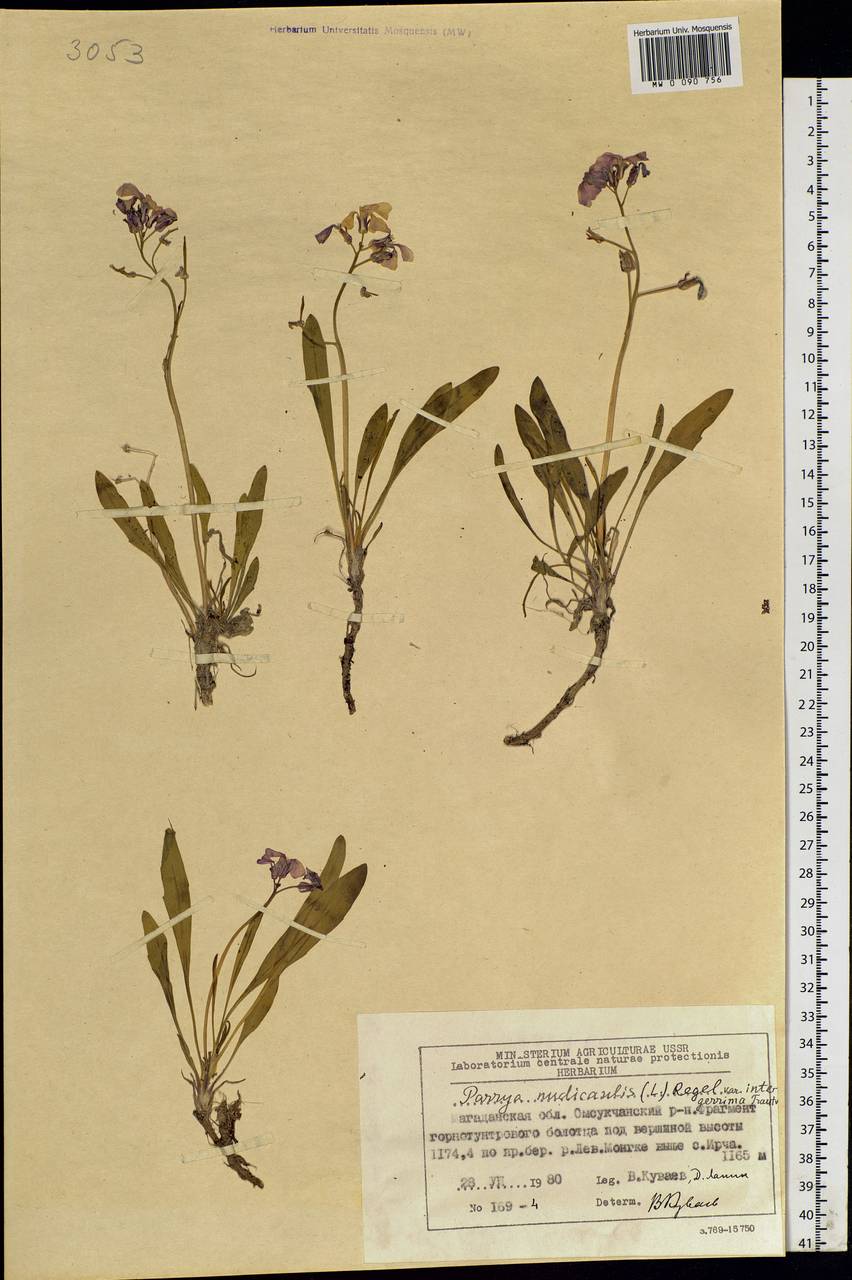 Parrya nudicaulis (L.) Regel, Siberia, Chukotka & Kamchatka (S7) (Russia)