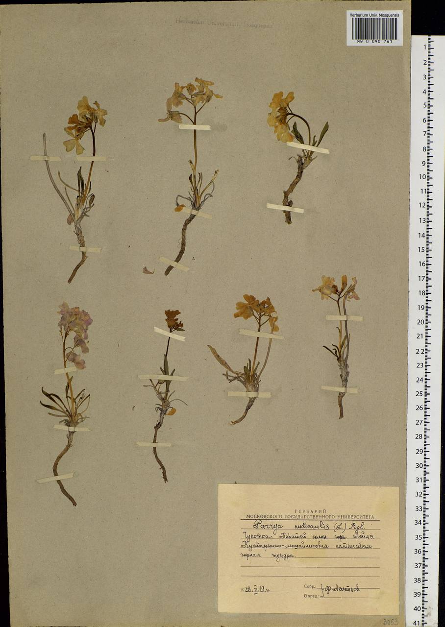 Parrya nudicaulis (L.) Regel, Siberia, Chukotka & Kamchatka (S7) (Russia)