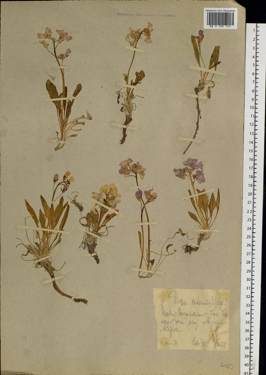 Parrya nudicaulis (L.) Regel, Siberia, Chukotka & Kamchatka (S7) (Russia)