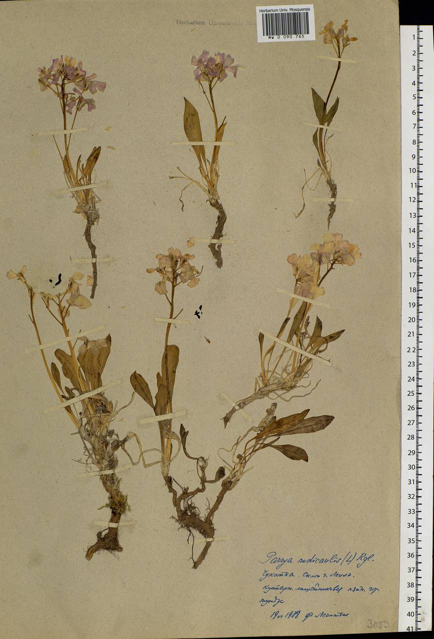 Parrya nudicaulis (L.) Regel, Siberia, Chukotka & Kamchatka (S7) (Russia)