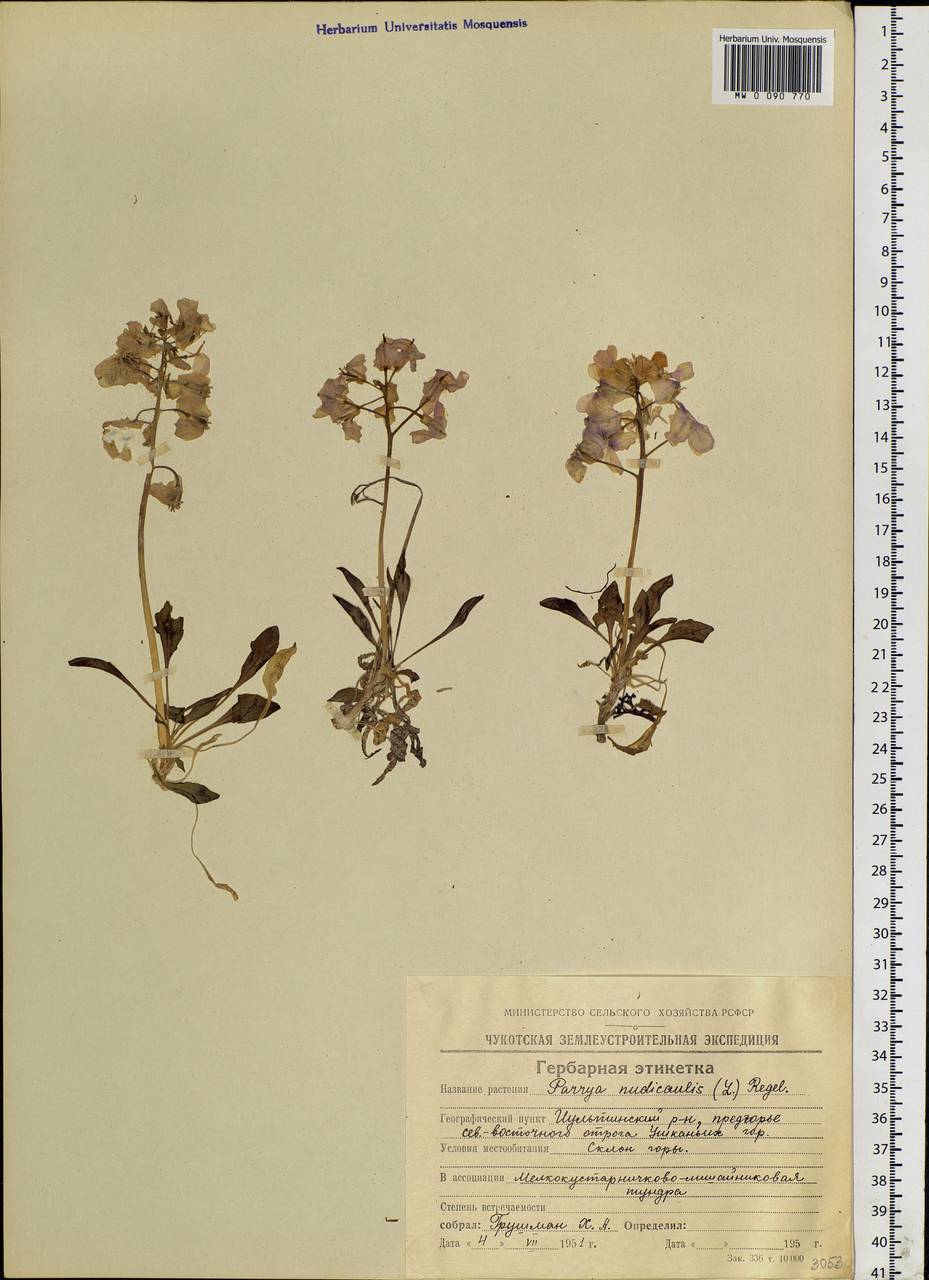 Parrya nudicaulis (L.) Regel, Siberia, Chukotka & Kamchatka (S7) (Russia)