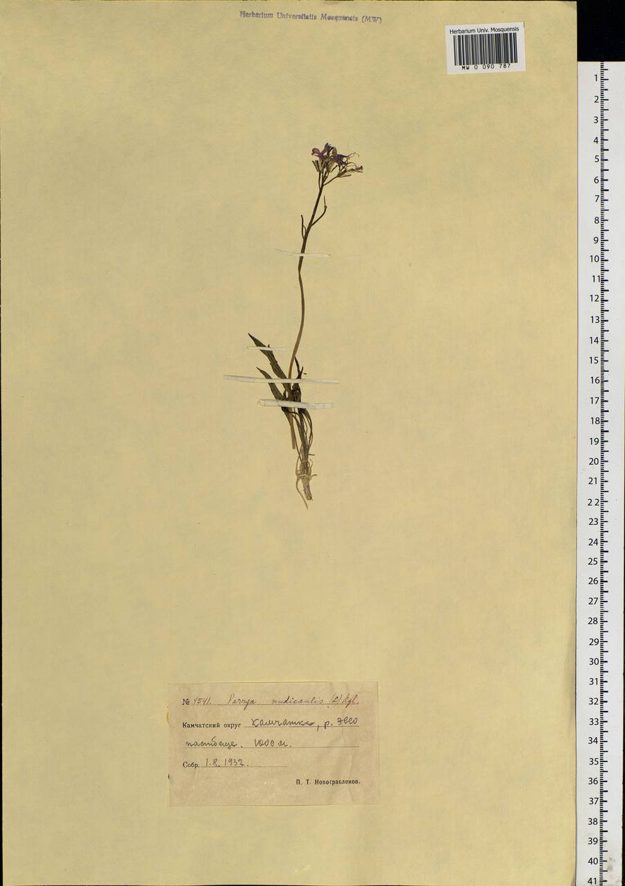Parrya nudicaulis (L.) Regel, Siberia, Chukotka & Kamchatka (S7) (Russia)