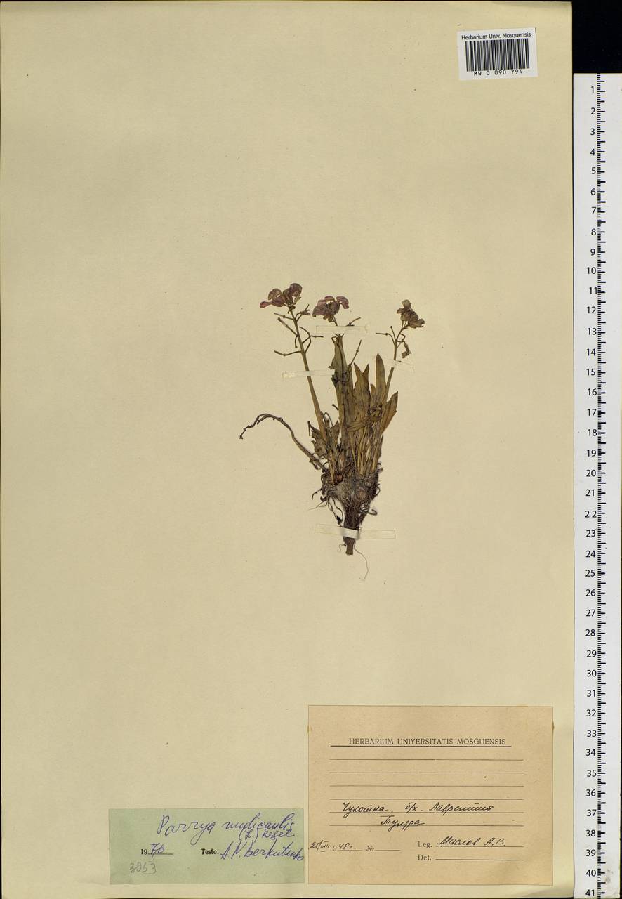 Parrya nudicaulis (L.) Regel, Siberia, Chukotka & Kamchatka (S7) (Russia)