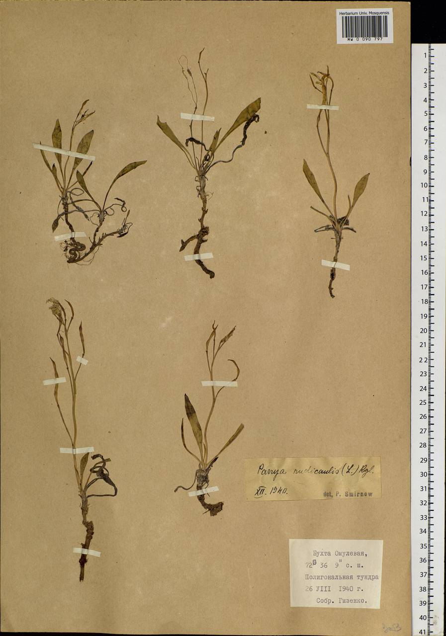 Parrya nudicaulis (L.) Regel, Siberia, Central Siberia (S3) (Russia)