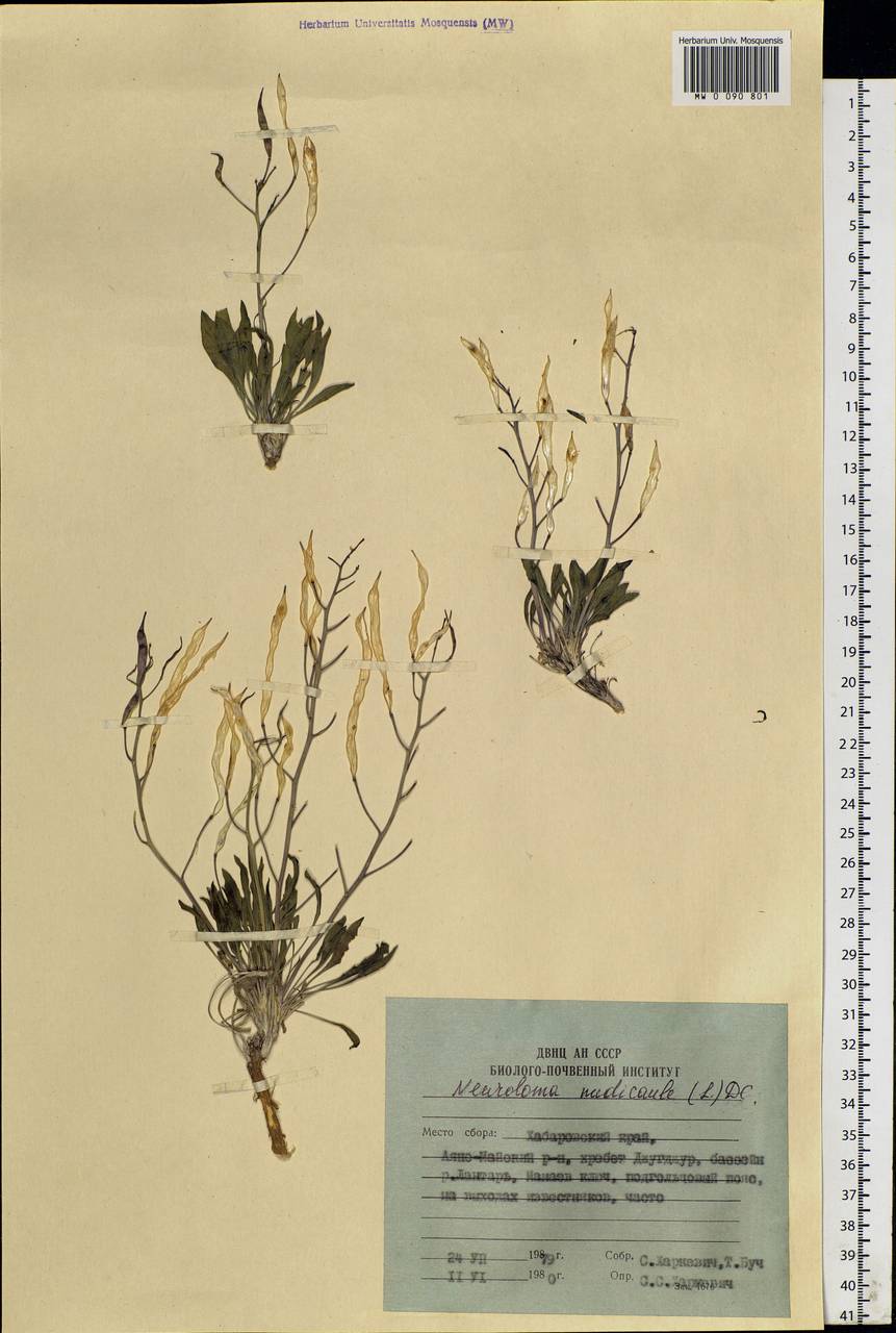 Parrya nudicaulis (L.) Regel, Siberia, Russian Far East (S6) (Russia)