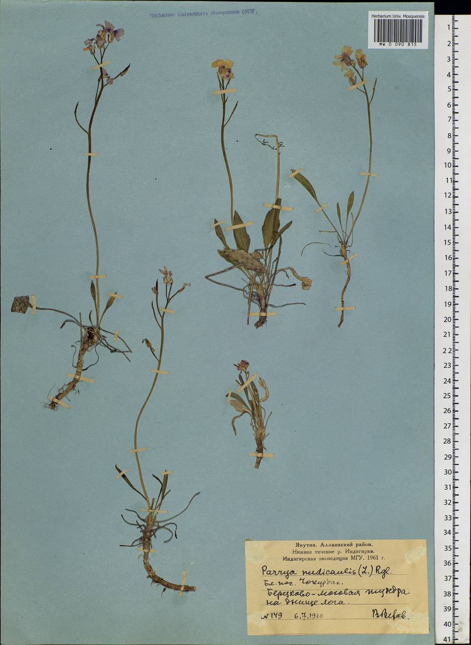Parrya nudicaulis (L.) Regel, Siberia, Yakutia (S5) (Russia)