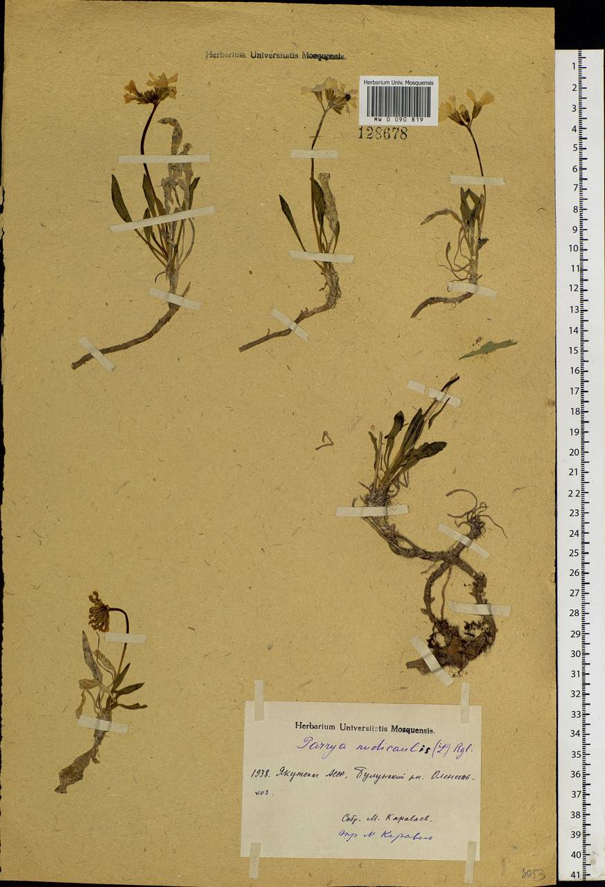 Parrya nudicaulis (L.) Regel, Siberia, Yakutia (S5) (Russia)