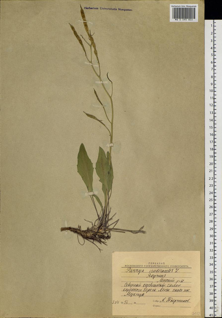 Parrya nudicaulis (L.) Regel, Siberia, Yakutia (S5) (Russia)