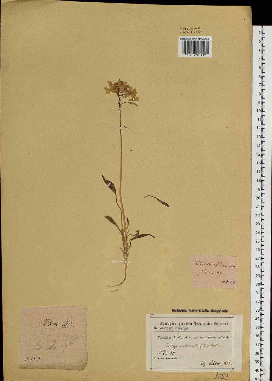 Parrya nudicaulis (L.) Regel, Siberia (no precise locality) (S0) (Russia)