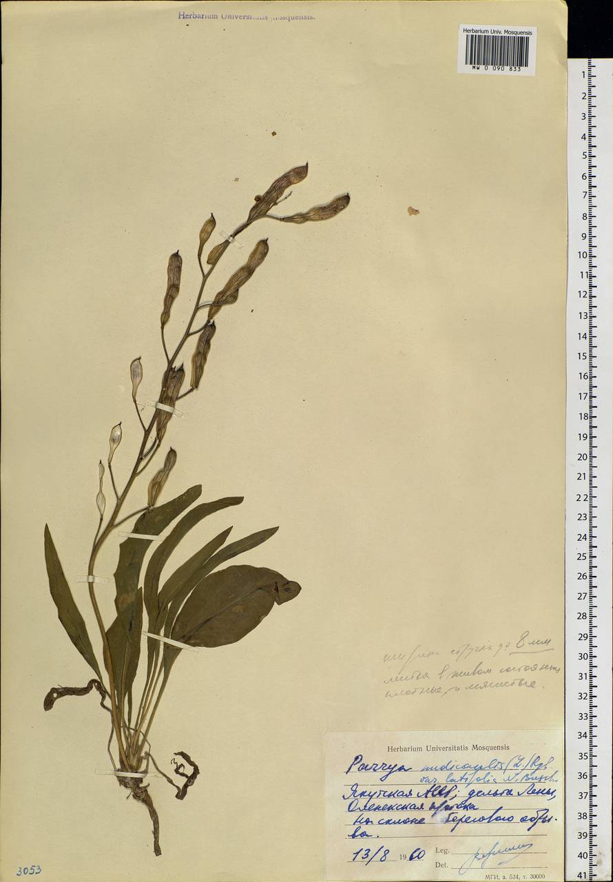 Parrya nudicaulis (L.) Regel, Siberia, Yakutia (S5) (Russia)