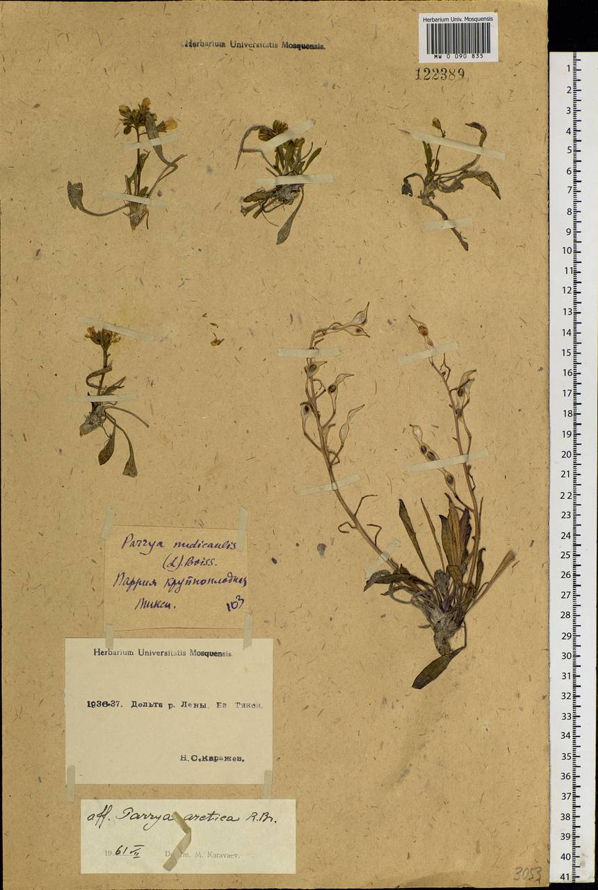 Parrya nudicaulis (L.) Regel, Siberia, Yakutia (S5) (Russia)