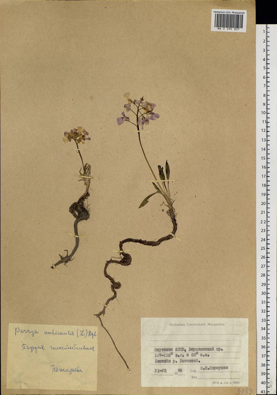 Parrya nudicaulis (L.) Regel, Siberia, Yakutia (S5) (Russia)