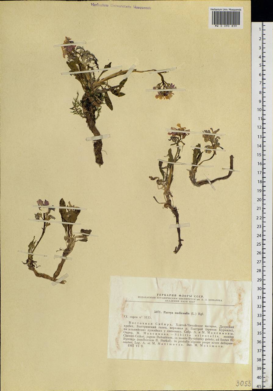 Parrya nudicaulis (L.) Regel, Siberia, Baikal & Transbaikal region (S4) (Russia)