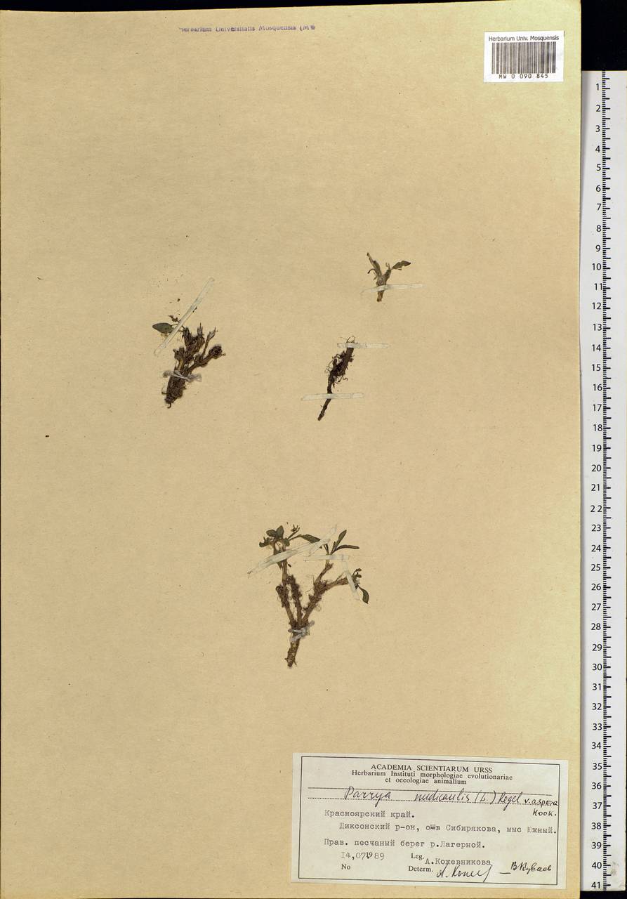 Parrya nudicaulis (L.) Regel, Siberia, Central Siberia (S3) (Russia)