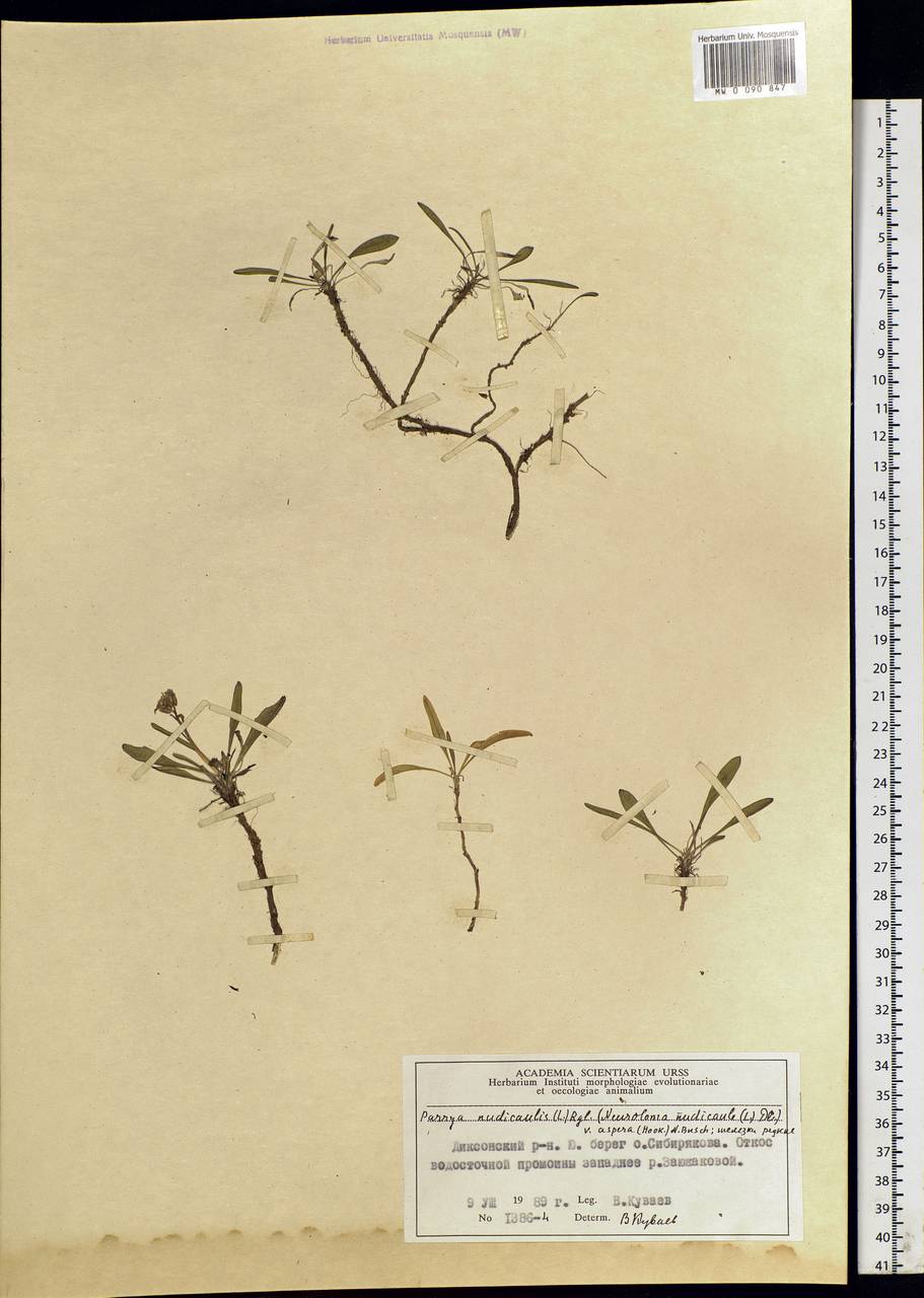 Parrya nudicaulis (L.) Regel, Siberia, Central Siberia (S3) (Russia)