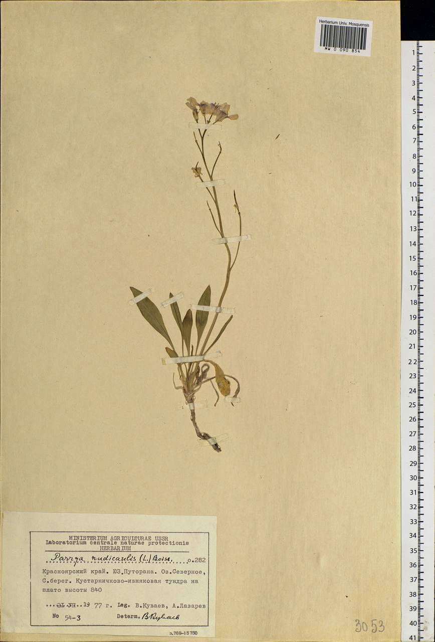 Parrya nudicaulis (L.) Regel, Siberia, Central Siberia (S3) (Russia)