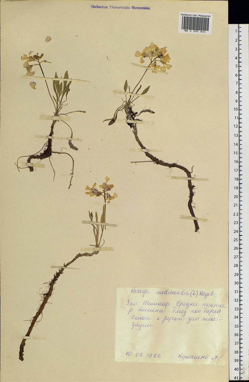 Parrya nudicaulis (L.) Regel, Siberia, Central Siberia (S3) (Russia)