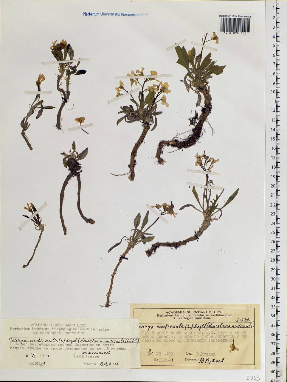 Parrya nudicaulis (L.) Regel, Siberia, Central Siberia (S3) (Russia)