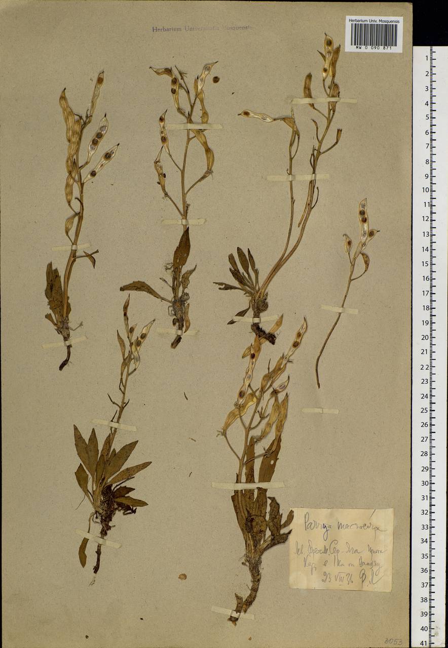Parrya nudicaulis (L.) Regel, Eastern Europe, Northern region (E1) (Russia)