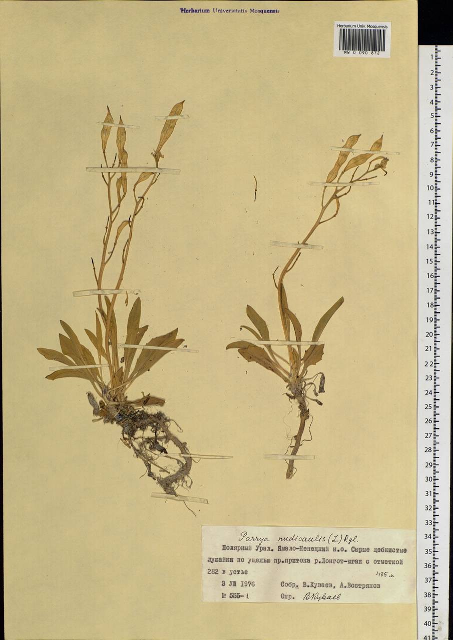 Parrya nudicaulis (L.) Regel, Siberia, Western Siberia (S1) (Russia)