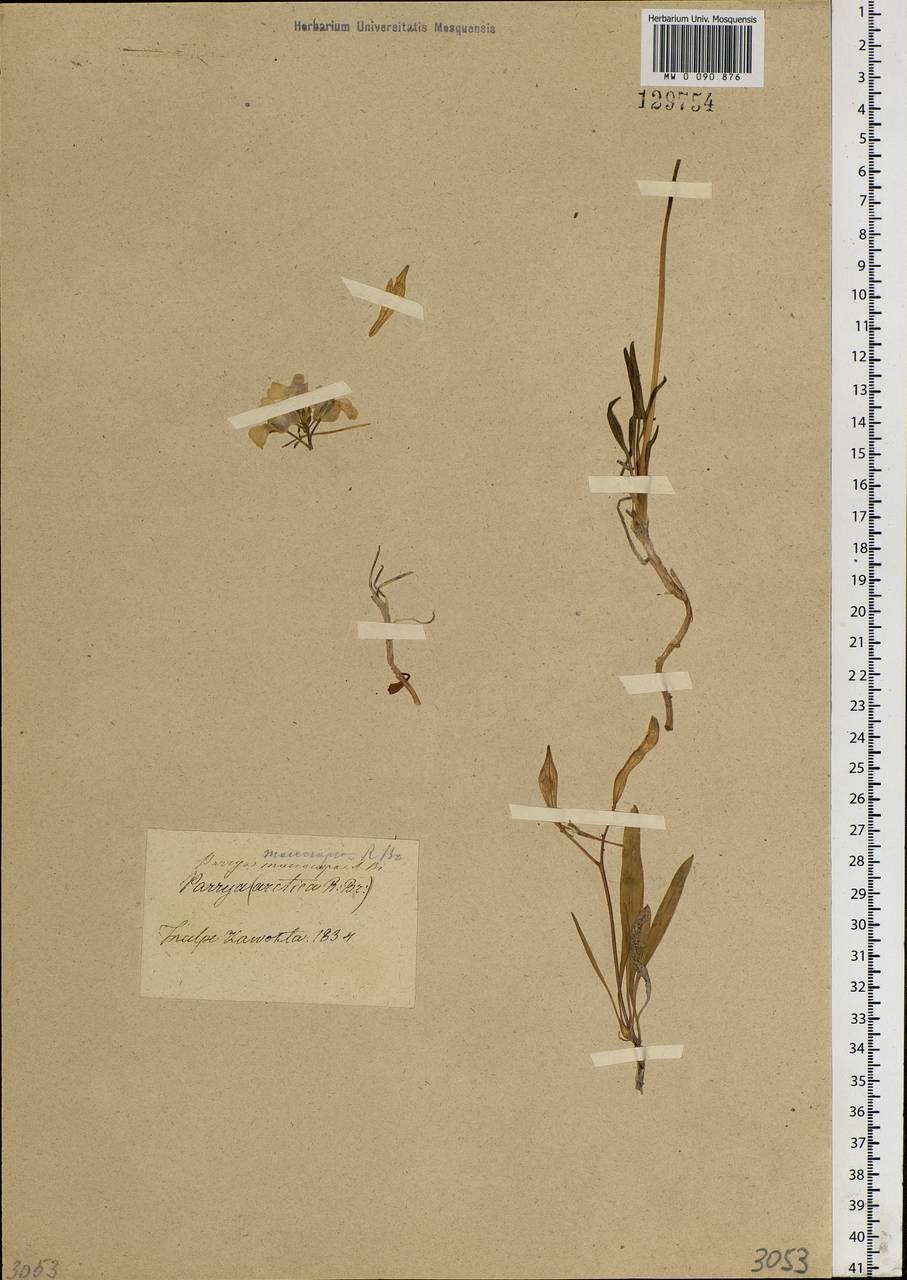 Parrya nudicaulis (L.) Regel, Siberia (no precise locality) (S0) (Russia)