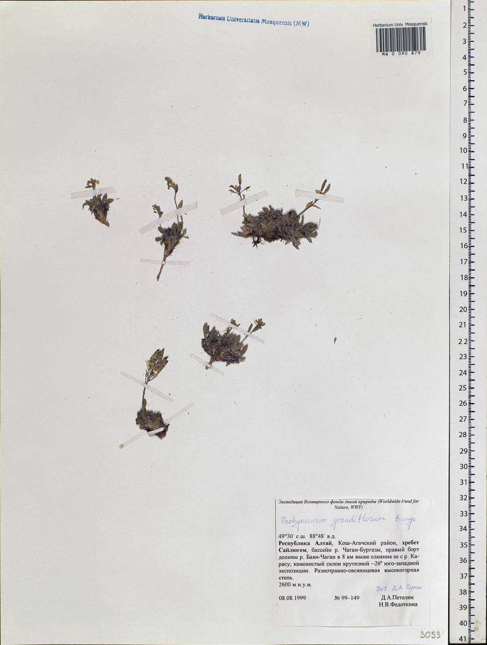 Pachyneurum grandiflorum (C. A. Mey.) Bunge, Siberia, Altai & Sayany Mountains (S2) (Russia)