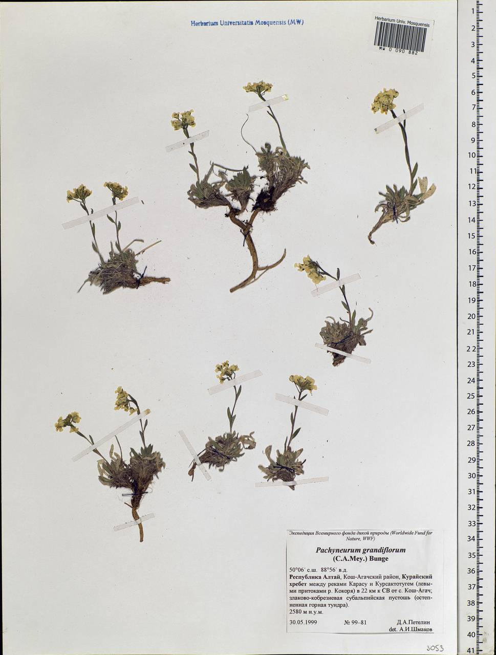 Pachyneurum grandiflorum (C. A. Mey.) Bunge, Siberia, Altai & Sayany Mountains (S2) (Russia)