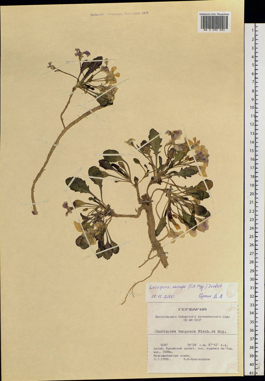 Leiospora exscapa (Ledeb.) A. V. Vassil., Siberia, Altai & Sayany Mountains (S2) (Russia)