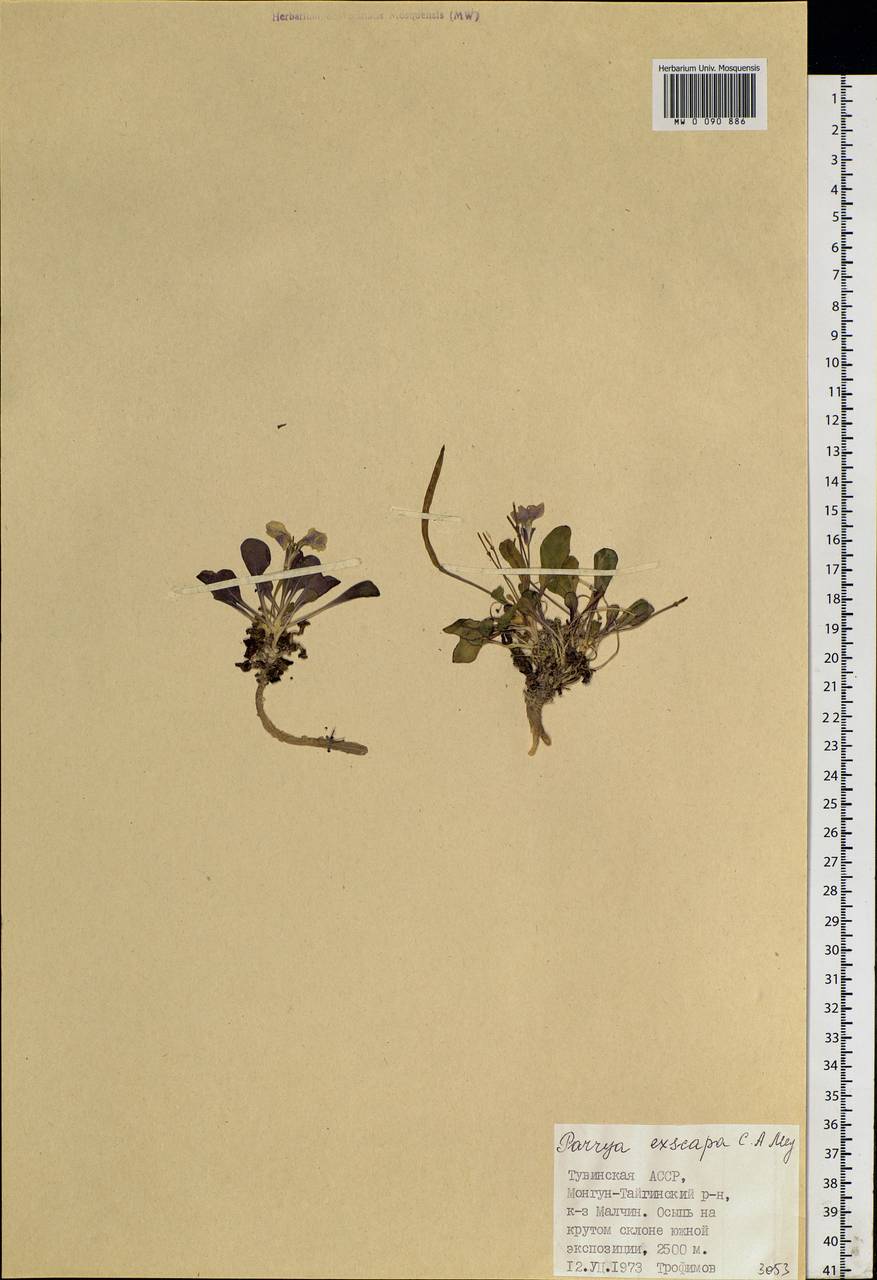 Leiospora exscapa (Ledeb.) A.V.Vassil., Siberia, Altai & Sayany Mountains (S2) (Russia)