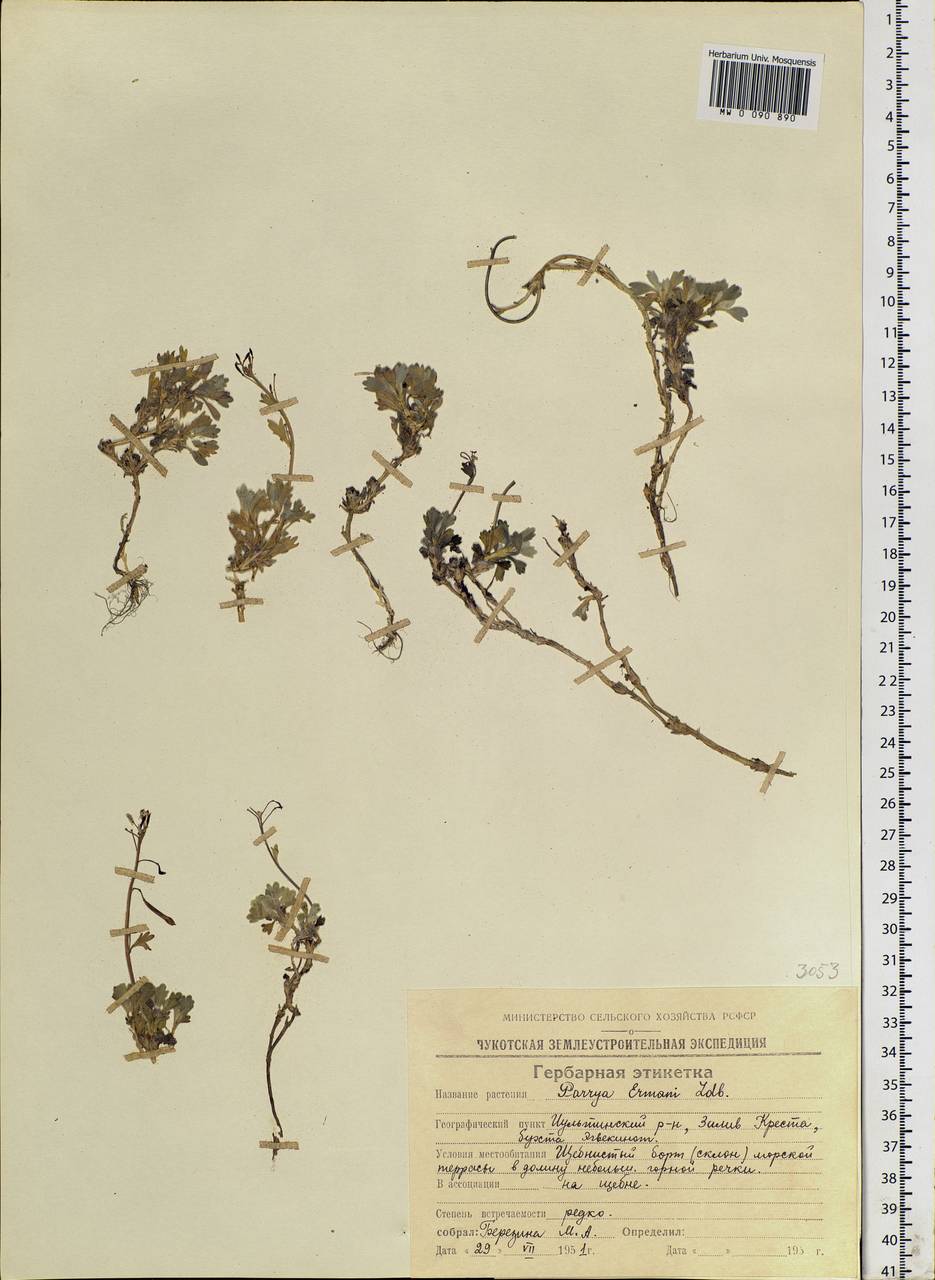 Christolea parryoides (Cham.) N. Busch, Siberia, Chukotka & Kamchatka (S7) (Russia)