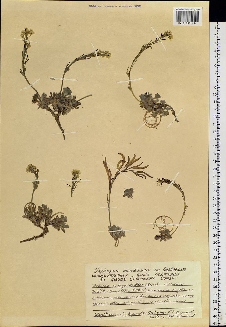 Smelowskia parryoides (Cham.) Polunin, Siberia, Chukotka & Kamchatka (S7) (Russia)