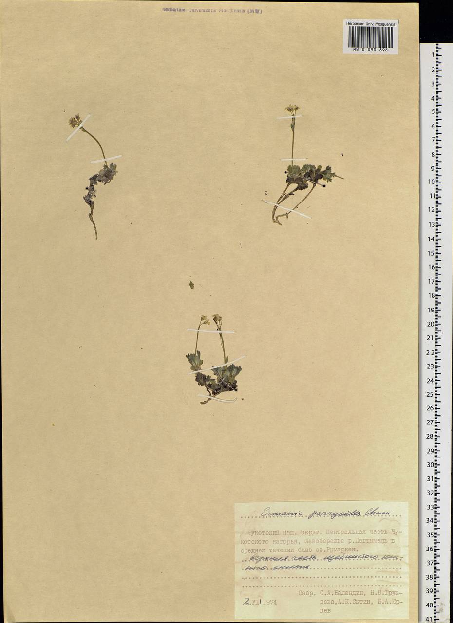 Christolea parryoides (Cham.) N.Busch, Siberia, Chukotka & Kamchatka (S7) (Russia)
