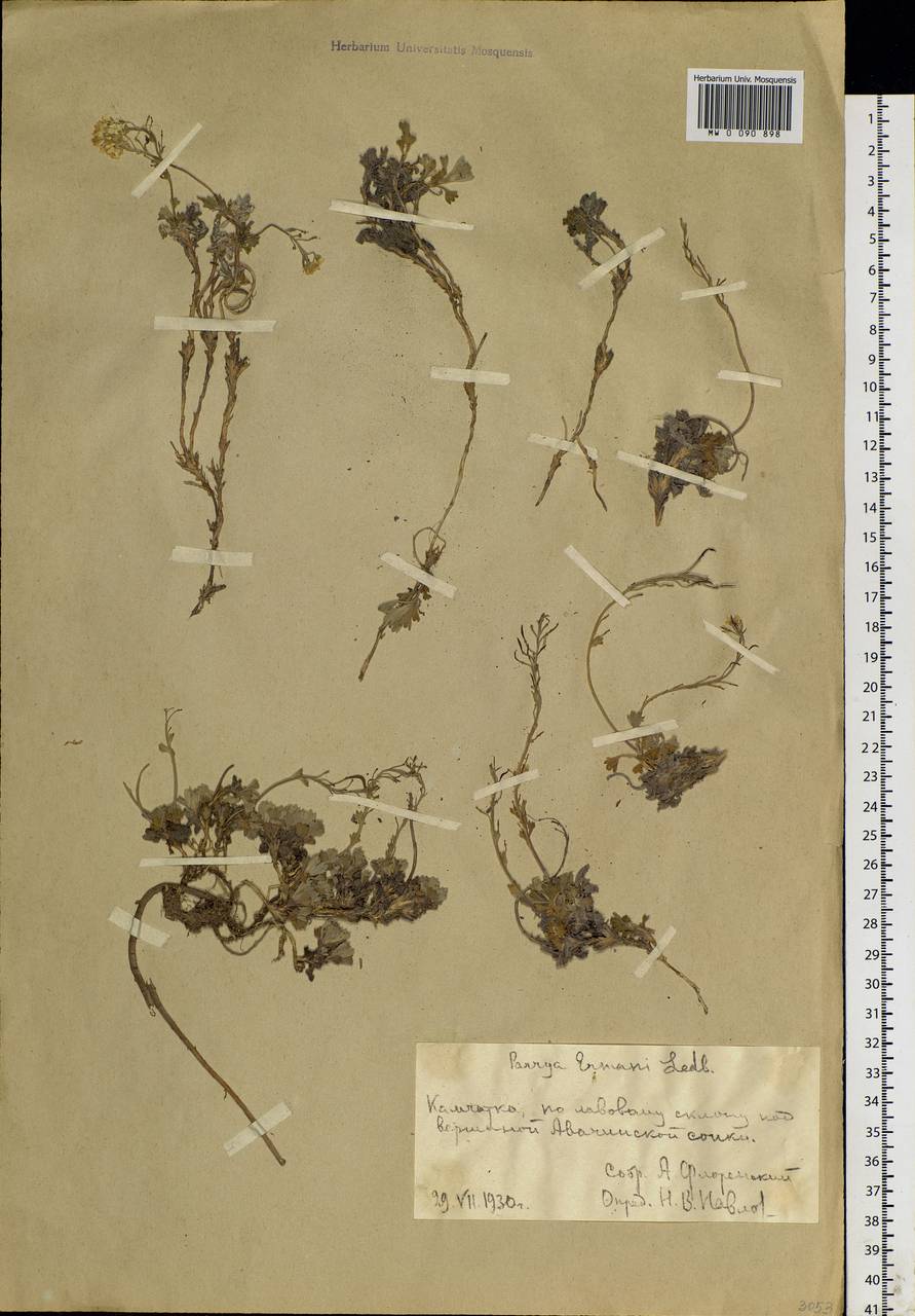 Smelowskia parryoides (Cham.) Polunin, Siberia, Chukotka & Kamchatka (S7) (Russia)