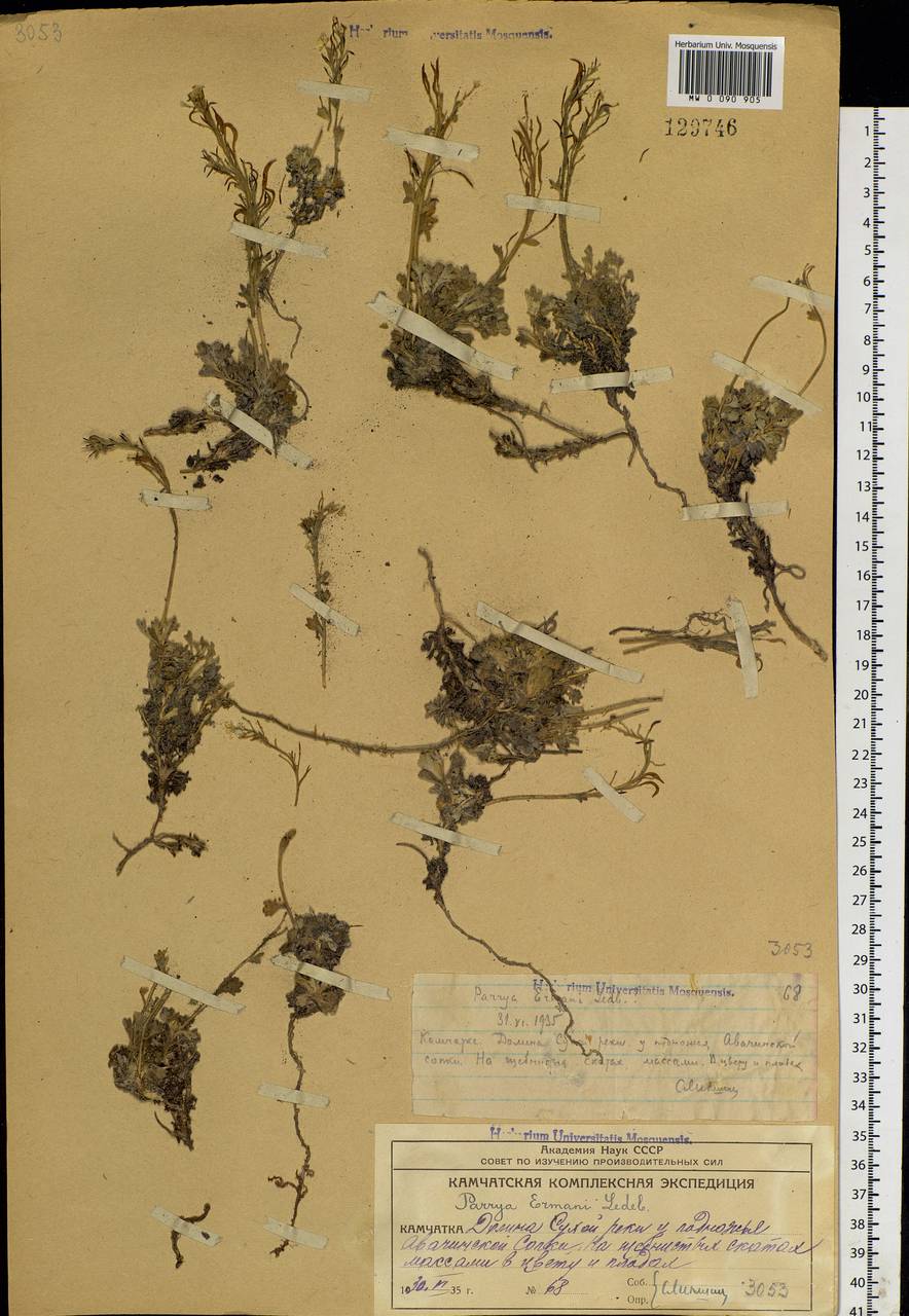 Christolea parryoides (Cham.) N. Busch, Siberia, Chukotka & Kamchatka (S7) (Russia)