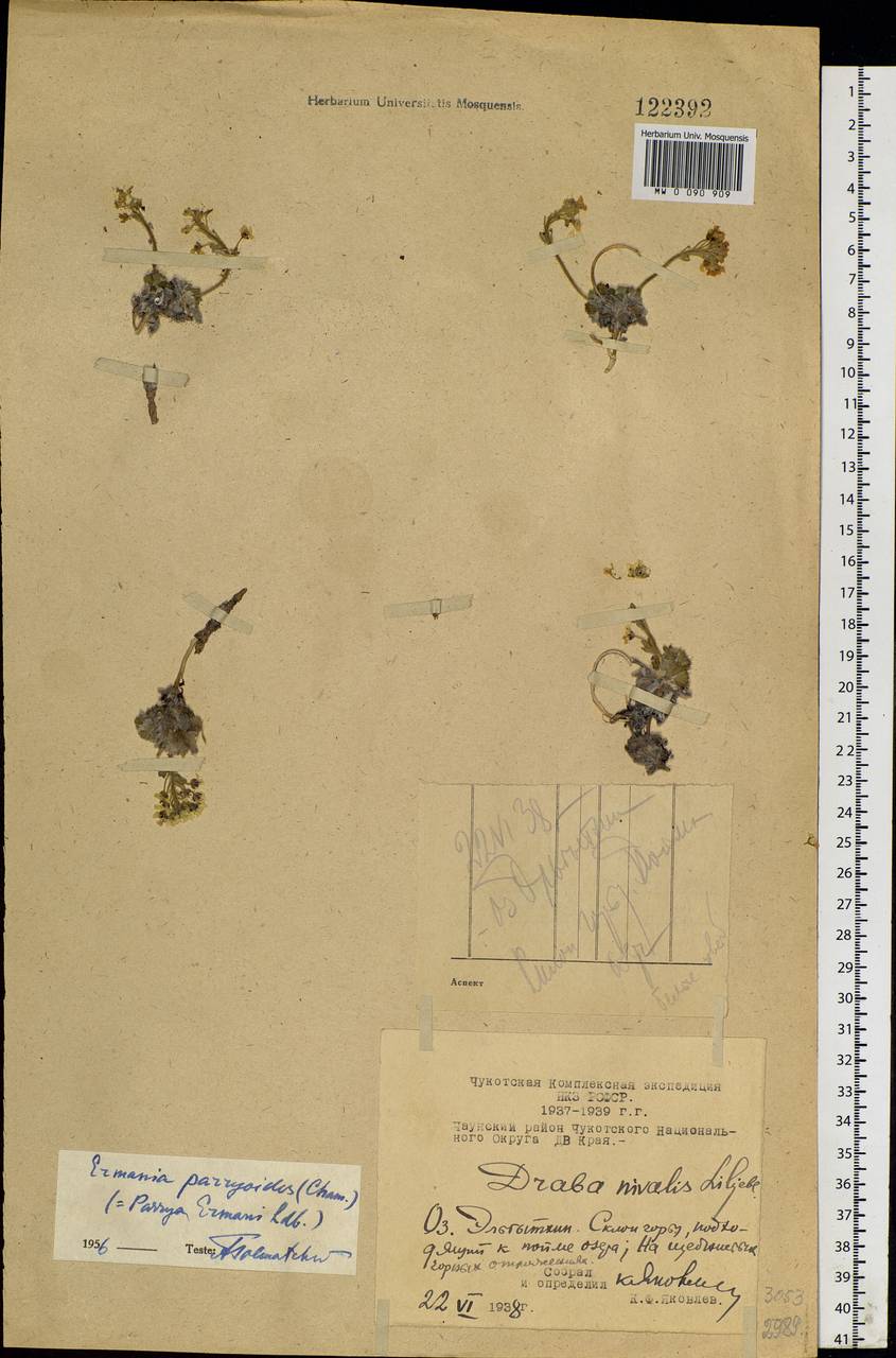 Christolea parryoides (Cham.) N. Busch, Siberia, Chukotka & Kamchatka (S7) (Russia)