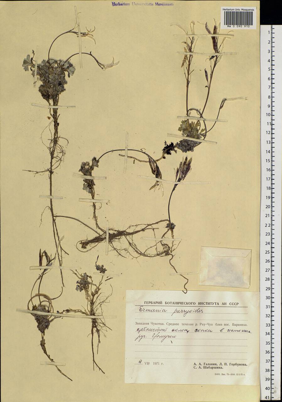 Christolea parryoides (Cham.) N. Busch, Siberia, Chukotka & Kamchatka (S7) (Russia)