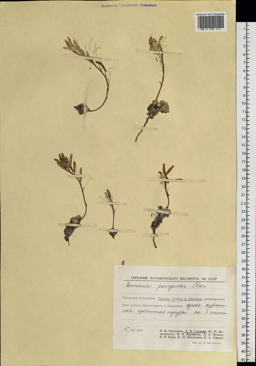 Christolea parryoides (Cham.) N. Busch, Siberia, Chukotka & Kamchatka (S7) (Russia)