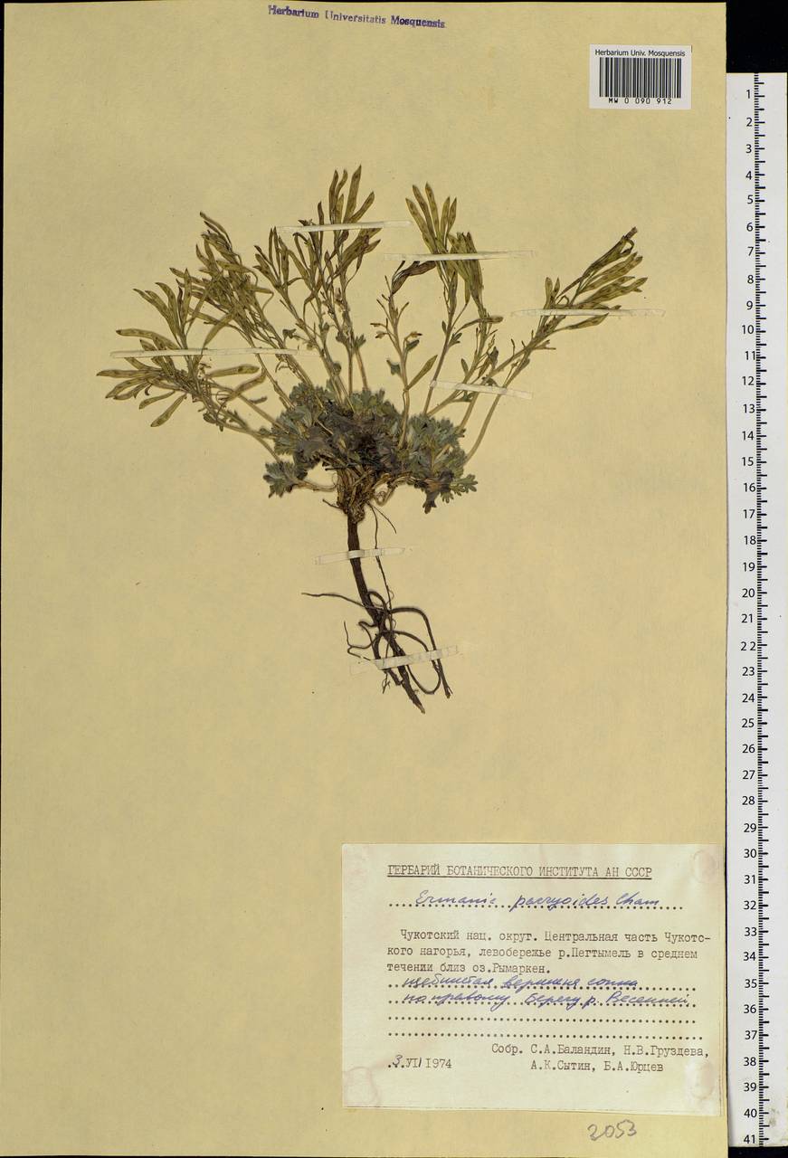 Christolea parryoides (Cham.) N. Busch, Siberia, Chukotka & Kamchatka (S7) (Russia)