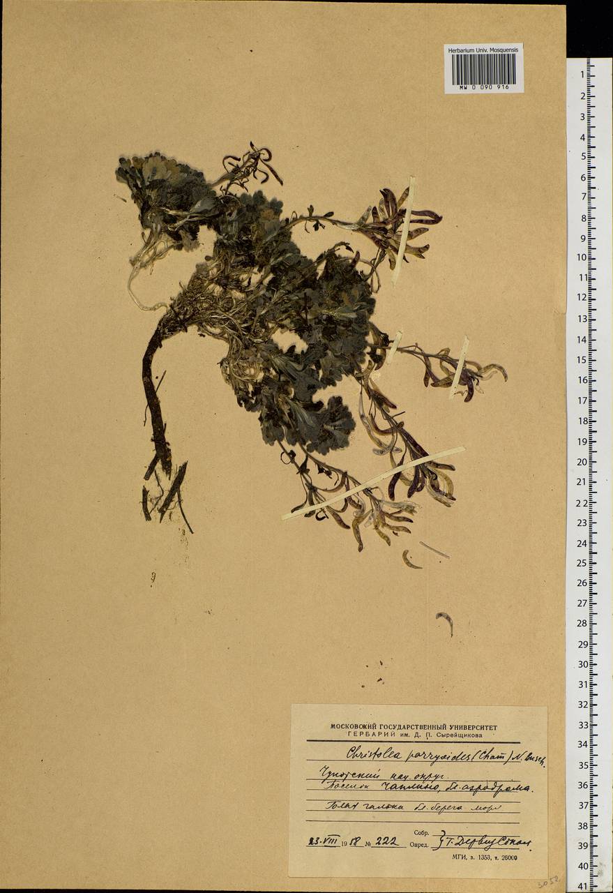 Christolea parryoides (Cham.) N. Busch, Siberia, Chukotka & Kamchatka (S7) (Russia)