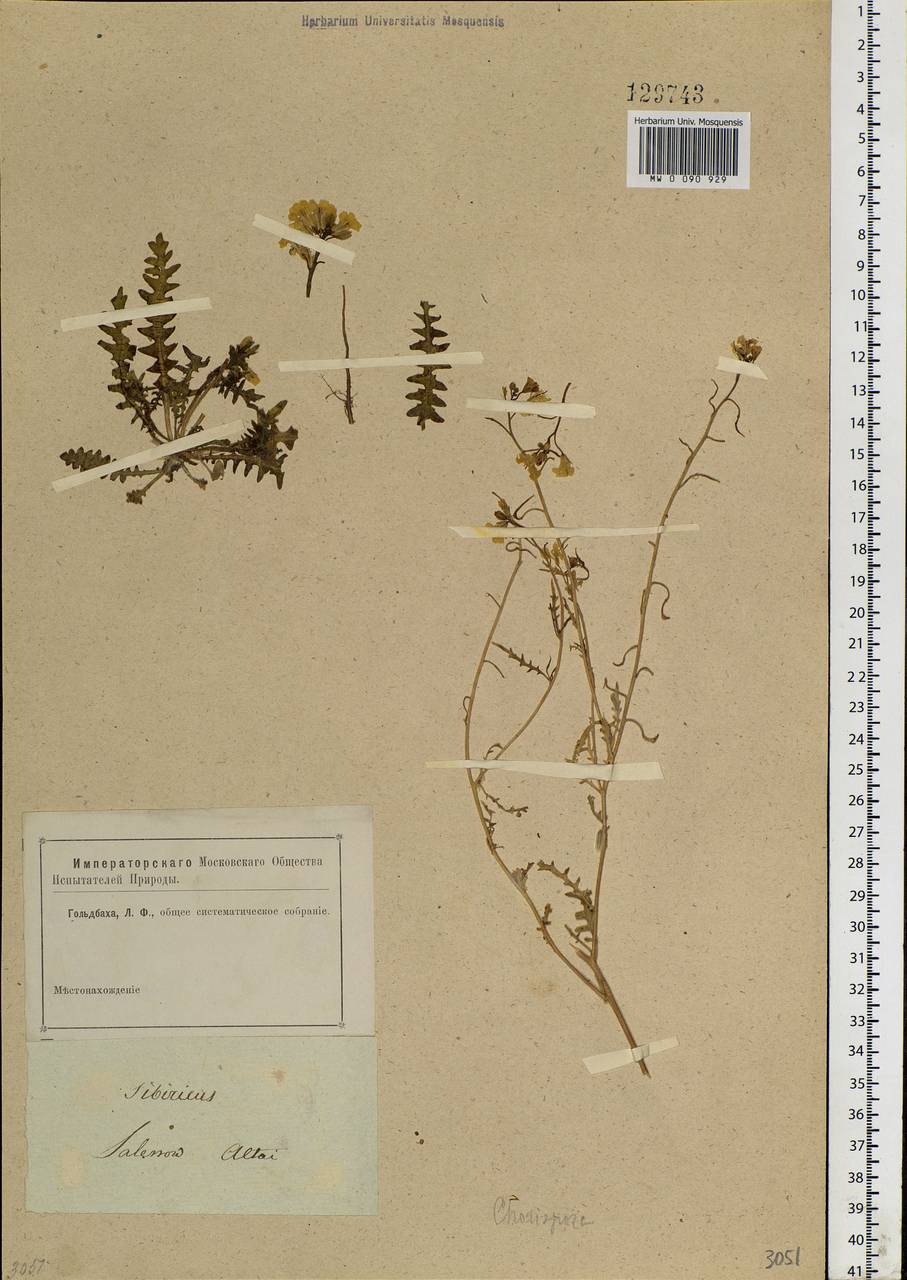Chorispora sibirica (L.) DC., Siberia, Altai & Sayany Mountains (S2) (Russia)