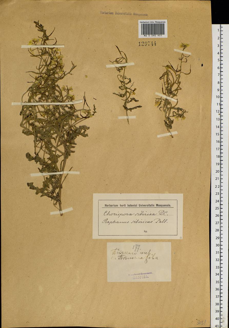 Chorispora sibirica (L.) DC., Siberia, Altai & Sayany Mountains (S2) (Russia)